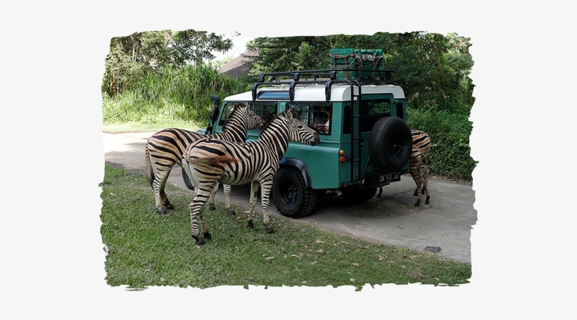 Image 4 X 4 Safari - Bali Safari, transparent png download