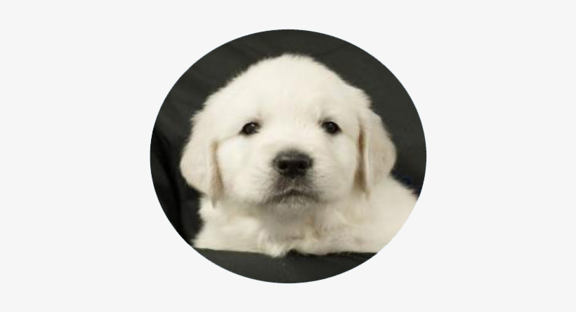 I Am Now Known As Suerte Azul - Golden Retriever, transparent png download