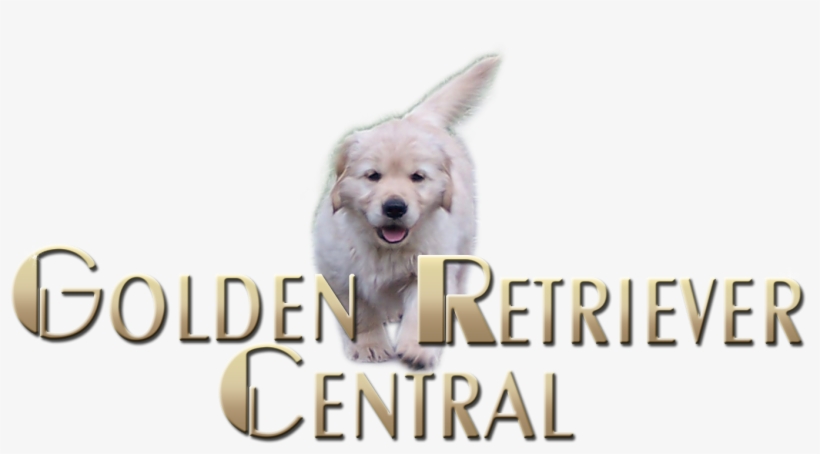 Logo - Golden Retriever, transparent png download