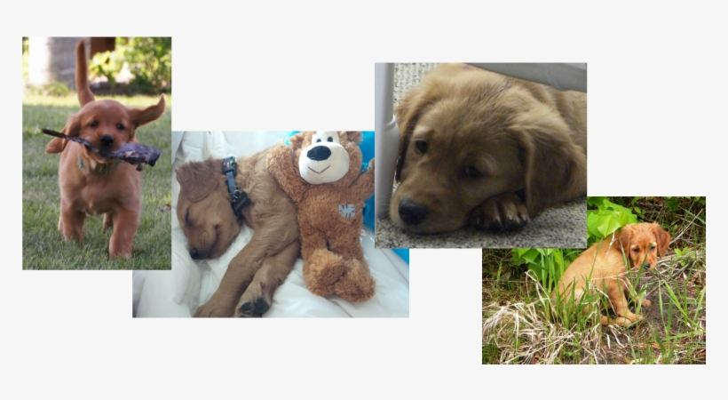 Puppies - Dog, transparent png download