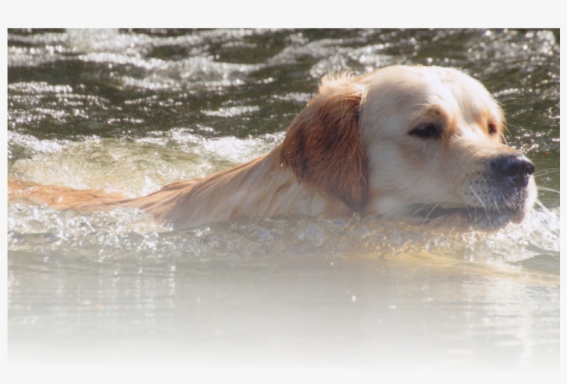 Home Ecgr Club Events & News Working Showing Rescue - Otcmkts:ecgr, transparent png download