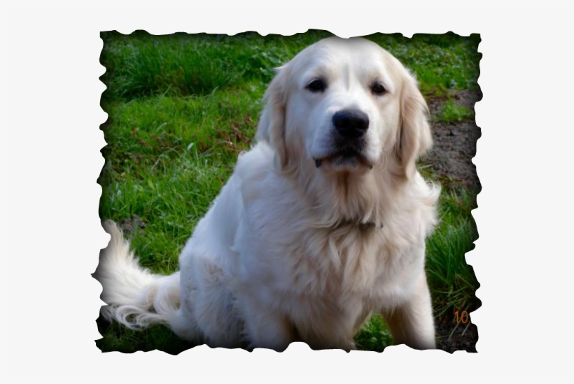 Picture - Puppy, transparent png download