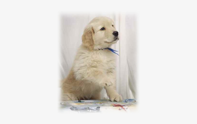 Have You Ever Housetrained A Puppy Before - Golden Retriever, transparent png download