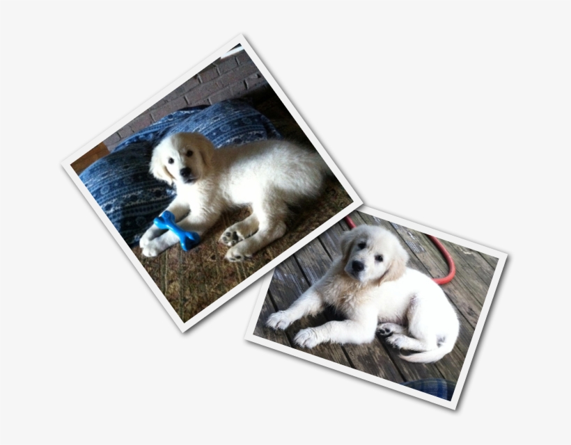 Companion Dog, transparent png download