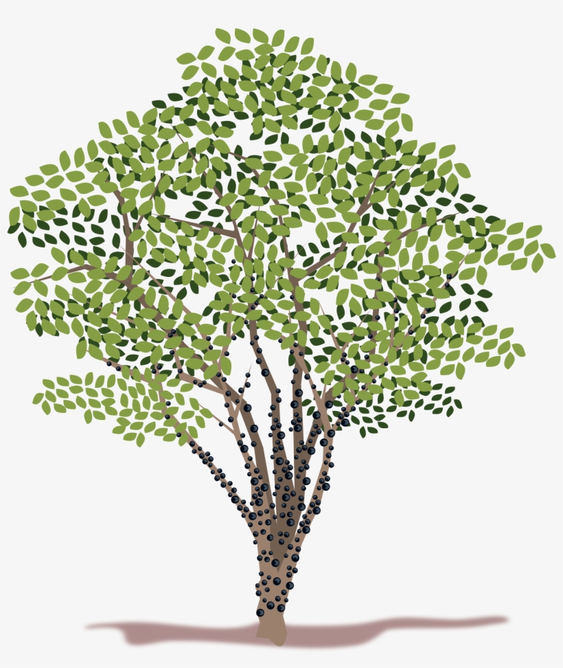 Spring Tree Vector Clipart - Jabuticabeira Png, transparent png download