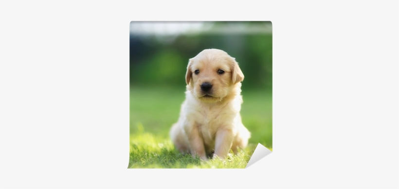 Nombres Para Perros Creativos, transparent png download