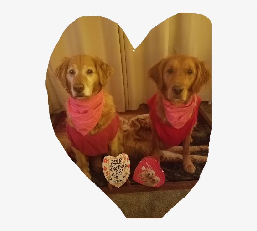 Photo - Companion Dog, transparent png download