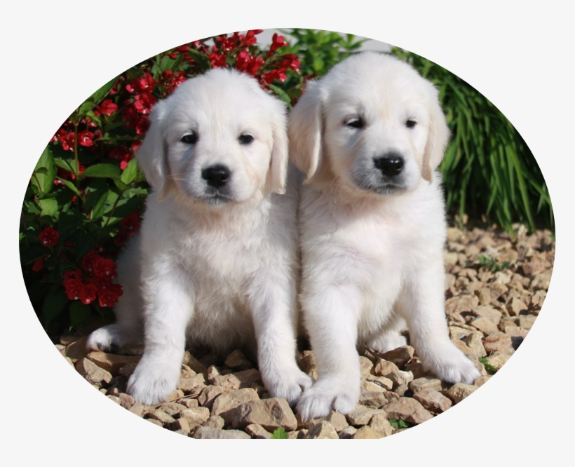 Pups - Golden Retriever, transparent png download