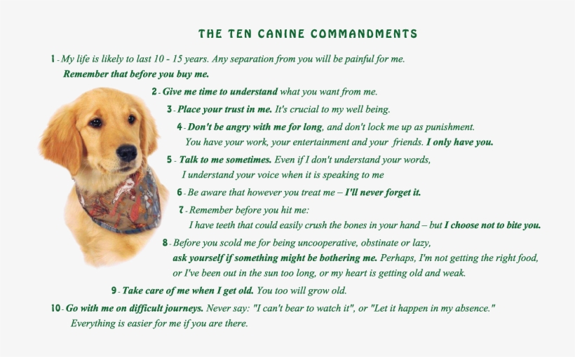 Image Golden Retriever Puppy With Ten Canine Commandments - Golden Retriever, transparent png download