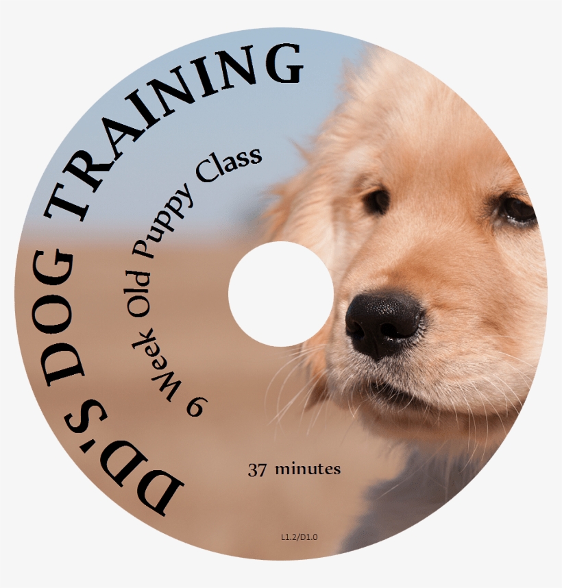 9 Week Old Puppy - Golden Retriever, transparent png download