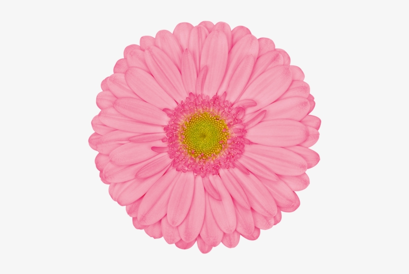 Evi - Gerbera Evi, transparent png download