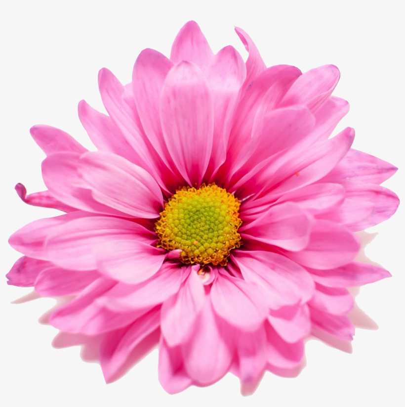 Pink, transparent png download