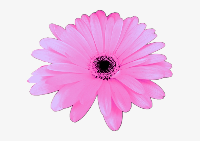 Bleed Area May Not Be Visible - Symmetrical Flower, transparent png download