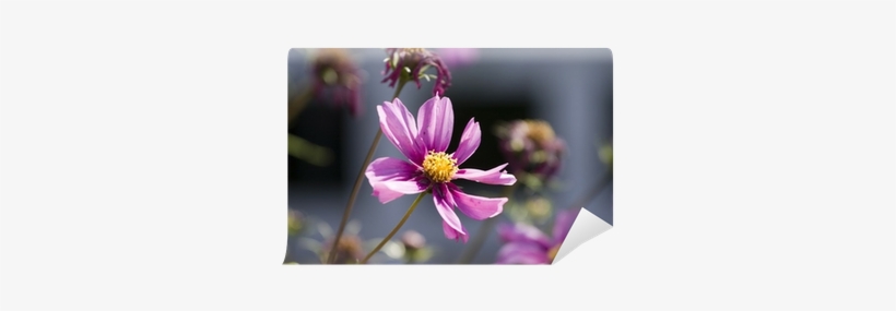 Pink Daisy Against A White Picket Fence Wall Mural - Cosmos, transparent png download