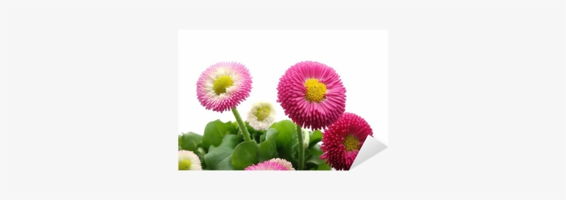 Photography, transparent png download