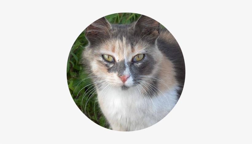 Stone Circle Shape - Dilute Tortoiseshell With White, transparent png download