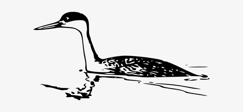 Western Grebe Svg Clip Arts 594 X 299 Px, transparent png download