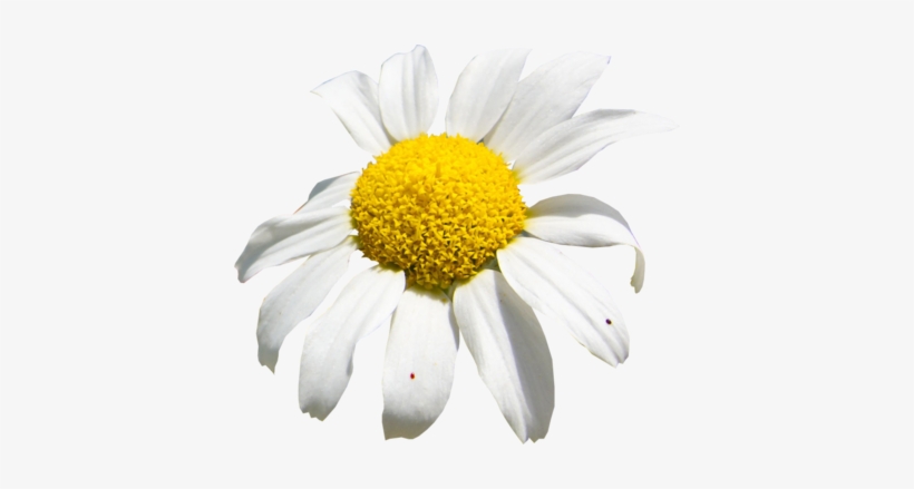 White Sunflower Png Psd Detail - Spring, transparent png download