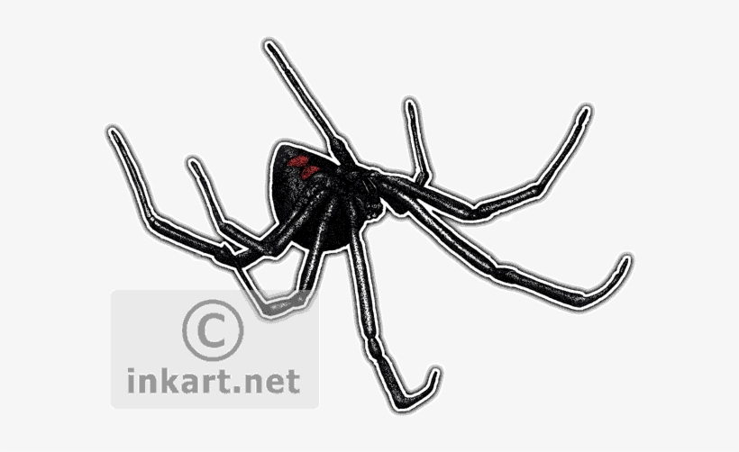 Black Widow Spider Png - Black Widow Spider Throw Blanket, transparent png download