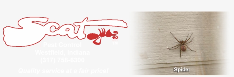 10-spider - Portable Network Graphics, transparent png download