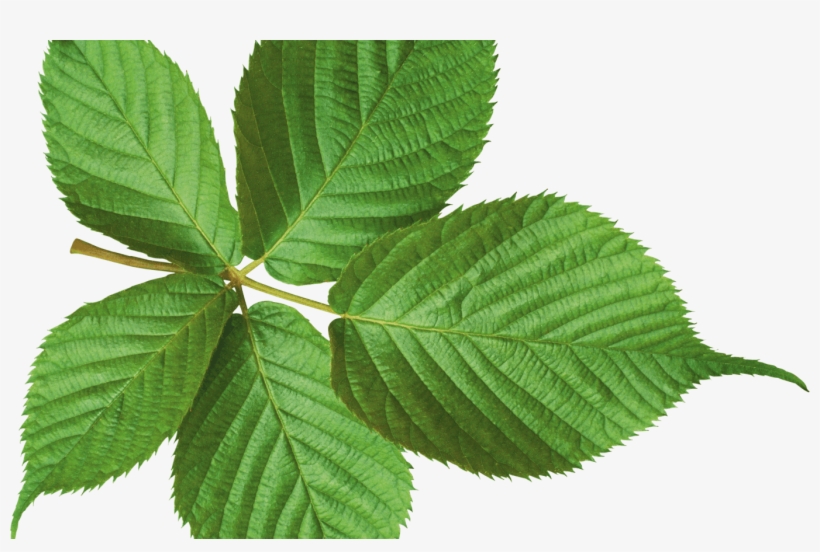 Large Green Leaf Transparent Png Stickpng - Portable Network Graphics, transparent png download