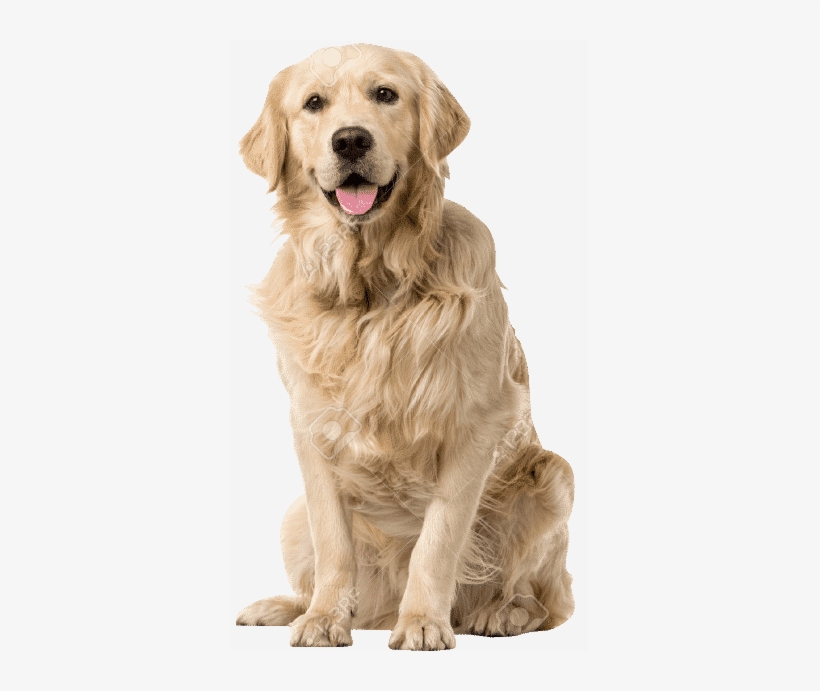 Dog Sitting Png Download - Dog Pet Animals, transparent png download