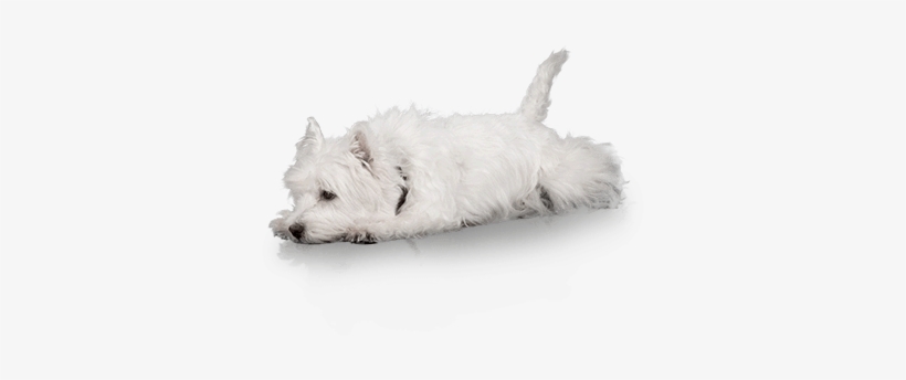 Puppy Living - Puppy, transparent png download