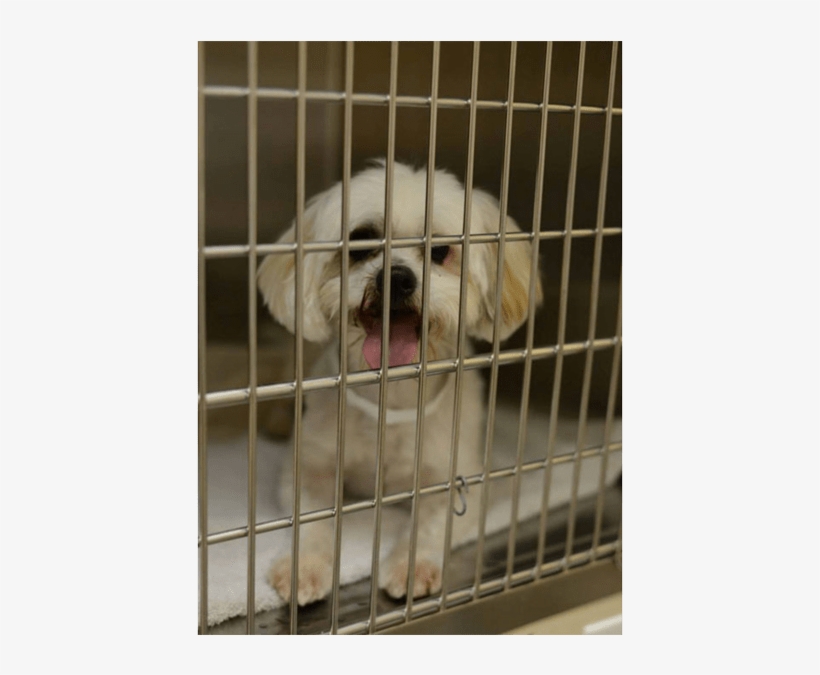 Huge Kennel White Dog - Dog, transparent png download