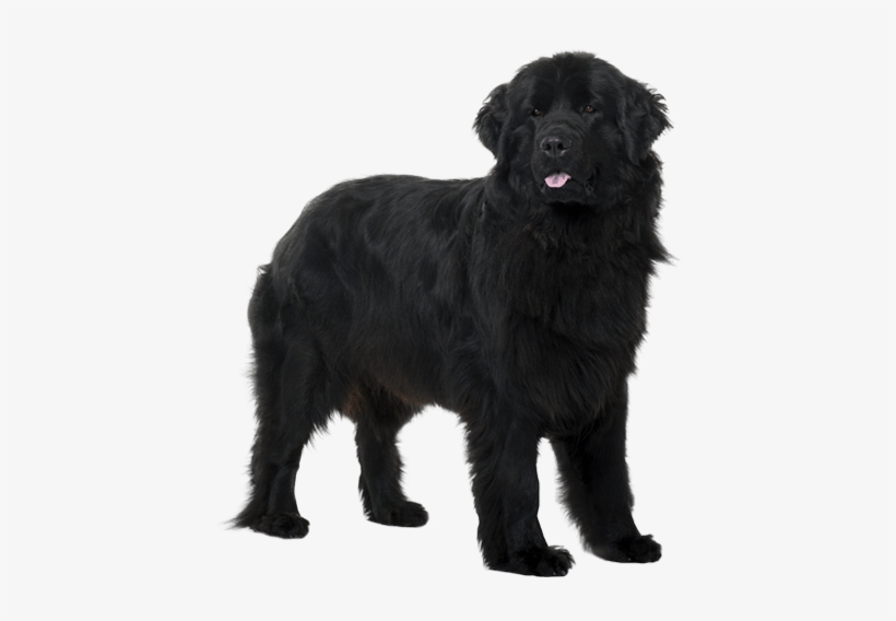 Dog, transparent png download