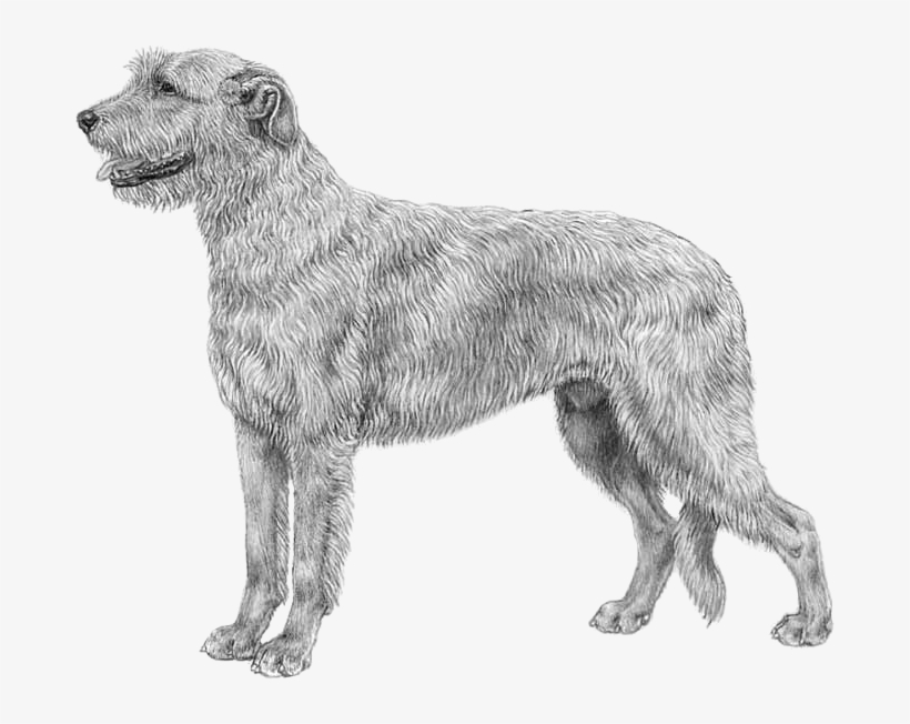 Irish Wolfhound - Irish Wolfhound Dog Png Transparent PNG - 800x800