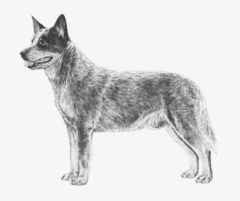 Mixed Breed - Drawing Of Cattle Dog, transparent png download