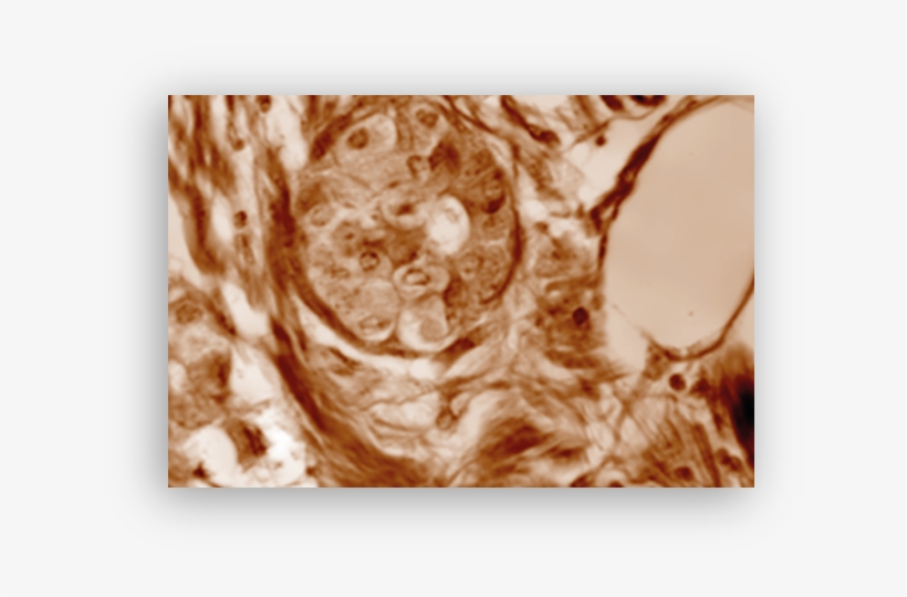 Label Free Tissue Imaging - Circle, transparent png download