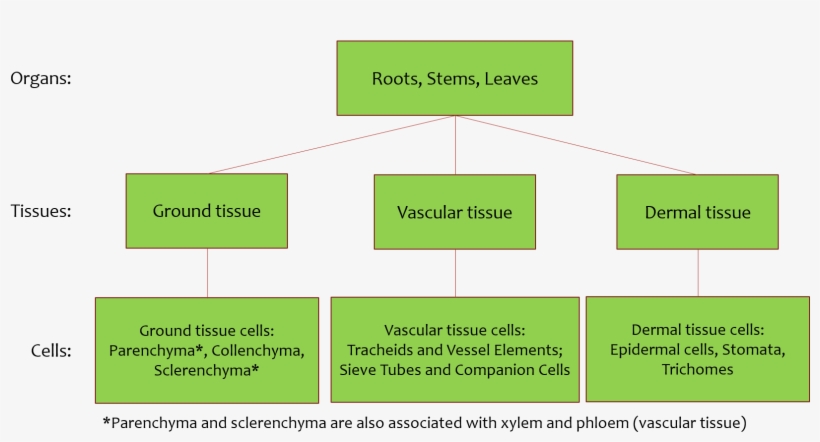 Each Organ Include All Three Tissue Types (ground, - Tissue, transparent png download