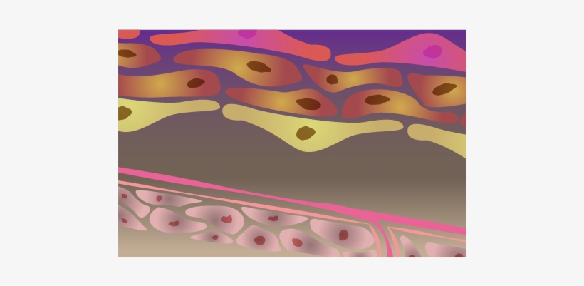 Tissues & Cells - Tissue, transparent png download