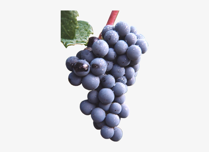 Buy Red Wine Grapevines - Brachetto Grape, transparent png download