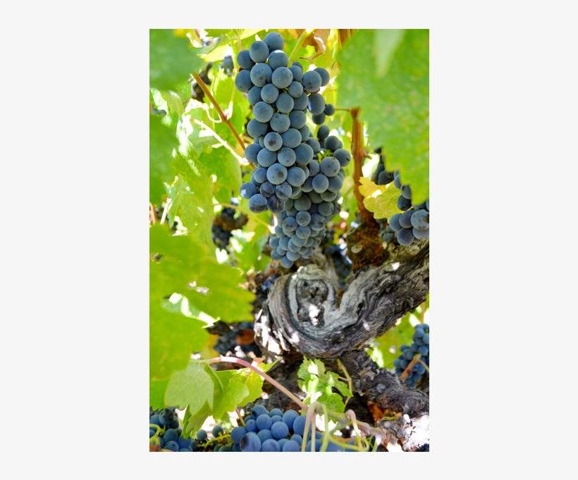 In 2002, Cox Vineyard Passed The Rigorous Ccof Standards - Seedless Fruit, transparent png download