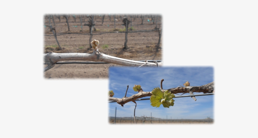 Budding Grape Vines - Grapevines, transparent png download