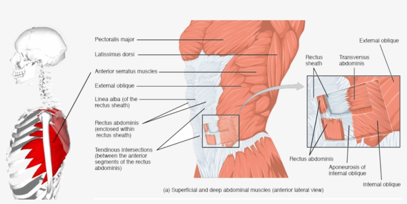 The External Muscles Of The Body, Lateral View - Rectus Abdominis, transparent png download