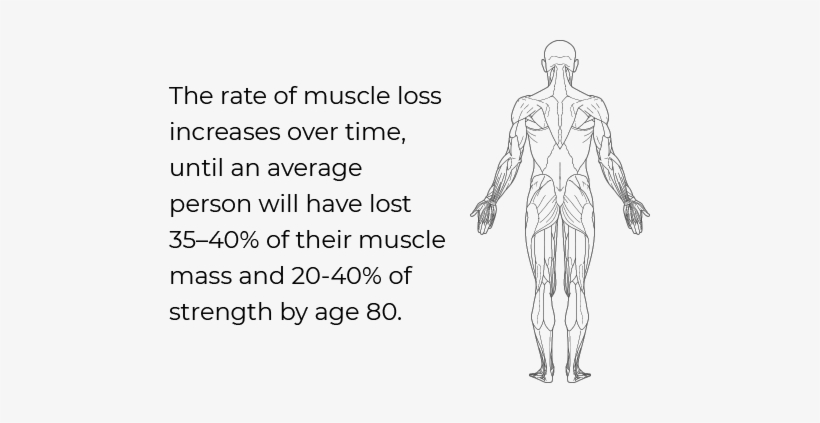 Muscle Loss As A Component Of Aging - Figure Drawing, transparent png download