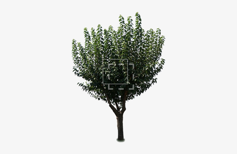 Cutout People - Tree, transparent png download