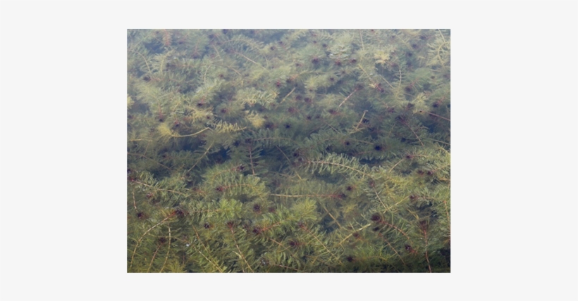 (b) - Grass, transparent png download