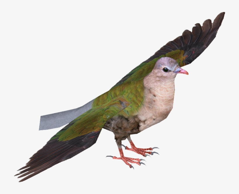 Common Emerald Dove - Pigeons And Doves, transparent png download