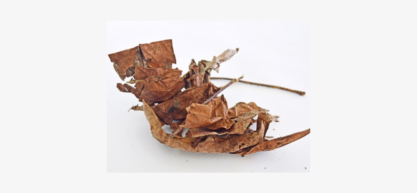 Hermit Crab Food - Wood, transparent png download