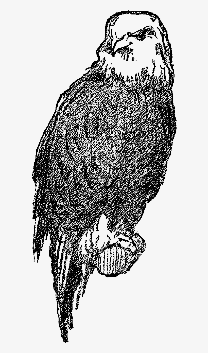 Digital Eagle Clip Art - Design, transparent png download