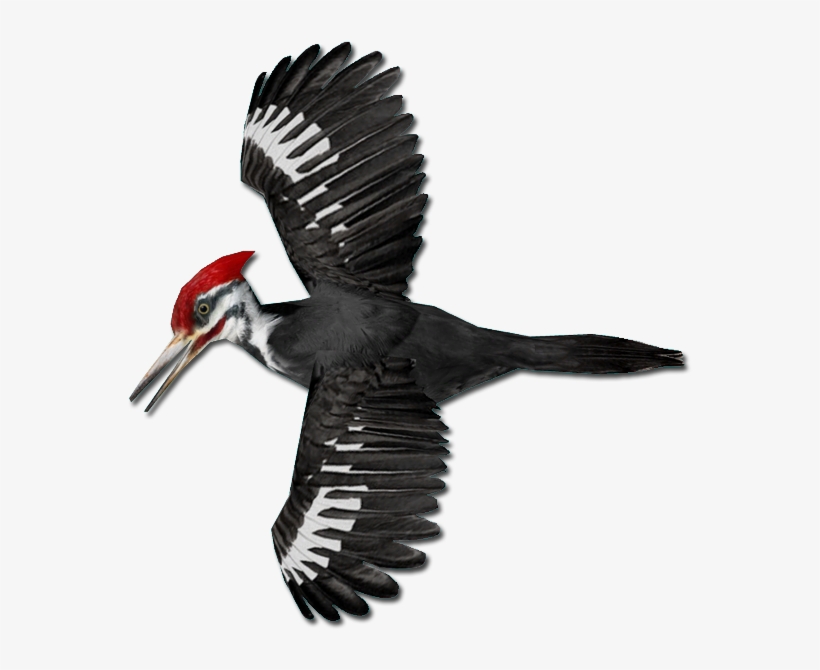 Pileated Woodpecker - Png Images Of Woodpecker, transparent png download