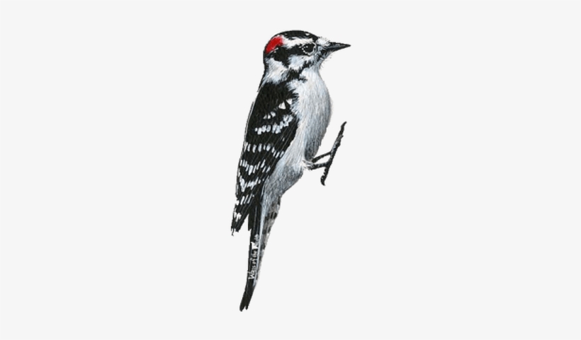 Woodpecker Png, transparent png download