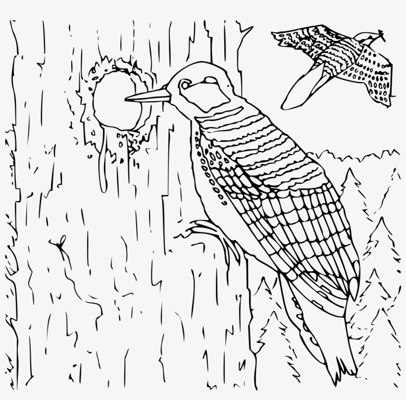 This Free Icons Png Design Of Coloring Book Woodpecker, transparent png download