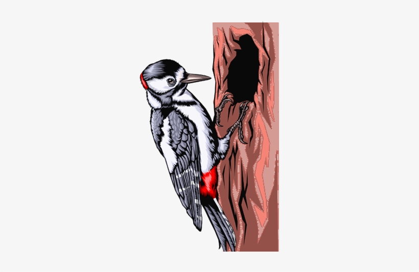 Woodpecker, transparent png download