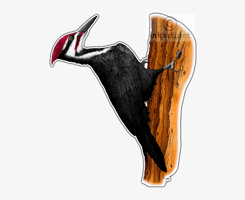 Pileated Woodpecker Decal - Colours Of A Woodpecker, transparent png download
