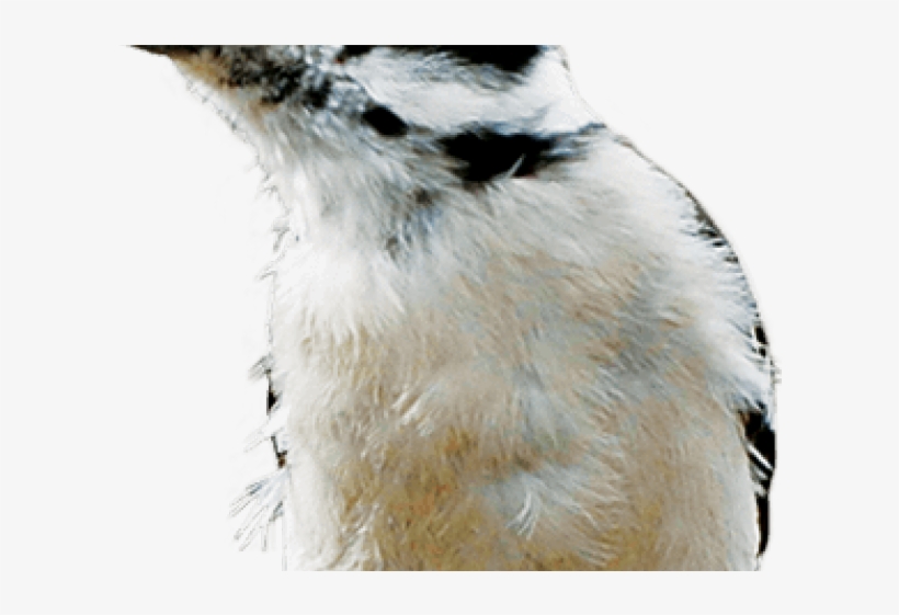 Penguin, transparent png download
